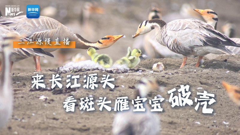 “萌主”當(dāng)家丨來(lái)長(zhǎng)江源頭，看斑頭雁寶寶破殼