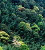 青海省持續(xù)開展大規(guī)模造林，國土綠化面積進(jìn)一步擴(kuò)大，省東部地區(qū)森林覆蓋率達(dá)32%高于全國平均水平