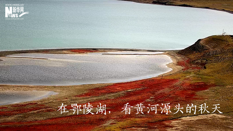 三江源慢直播丨在鄂陵湖，看黃河源頭的秋天