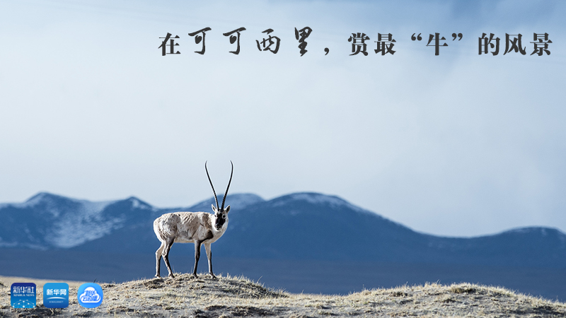 三江源慢直播丨在可可西里，賞最“牛”的美景